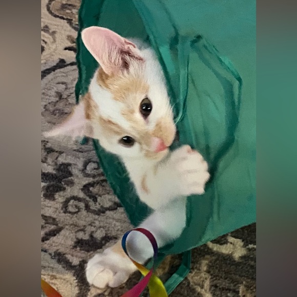 Meet your Posher, Pamela - Picture 6 of 6